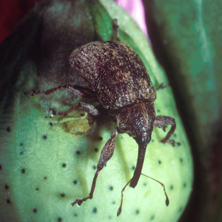 Georgia Boll Weevil Foundation seeks field officer